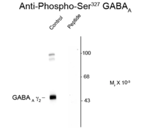 Anti-GABA A Receptor gamma 2 (phospho Ser327) antibody used in Western Blot (WB). GTX31012