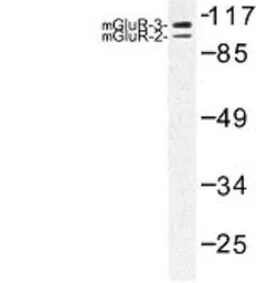 Anti-mGluR2 + mGluR3 antibody used in Western Blot (WB). GTX31056