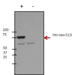Anti-Huntingtin (neoepitope 513) antibody [3-19] used in Western Blot (WB). GTX31097