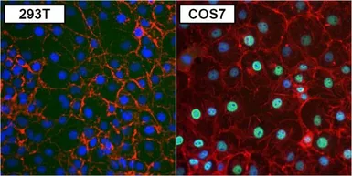 Anti-PAX8 antibody [1F8-3A8] used in Immunocytochemistry/ Immunofluorescence (ICC/IF). GTX31119