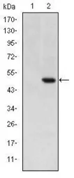 Anti-Cripto antibody [3A6] used in Western Blot (WB). GTX31125