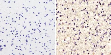 Anti-alpha Tubulin antibody [236-10501] used in IHC (Paraffin sections) (IHC-P). GTX31126