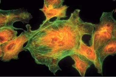 Anti-alpha Tubulin antibody [236-10501] used in Immunocytochemistry/ Immunofluorescence (ICC/IF). GTX31126