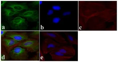 Anti-alpha Tubulin antibody [236-10501] used in Immunocytochemistry/ Immunofluorescence (ICC/IF). GTX31126