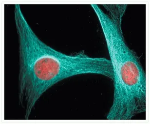 Anti-alpha Tubulin antibody [236-10501] used in Immunocytochemistry/ Immunofluorescence (ICC/IF). GTX31126