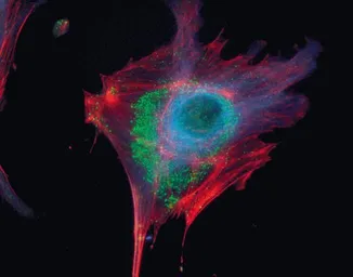 Anti-alpha Tubulin antibody [236-10501] used in Immunocytochemistry/ Immunofluorescence (ICC/IF). GTX31126
