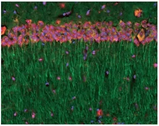 Anti-alpha Tubulin antibody [236-10501] used in IHC (Frozen sections) (IHC-Fr). GTX31126