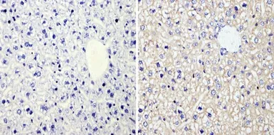 Anti-RhoA + RhoC antibody [1B3-4A10] used in IHC (Paraffin sections) (IHC-P). GTX31144