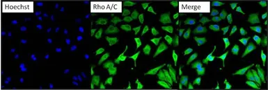 Anti-RhoA + RhoC antibody [1B3-4A10] used in Immunocytochemistry/ Immunofluorescence (ICC/IF). GTX31144