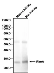Anti-RhoA antibody [1B8-1C7] used in Western Blot (WB). GTX31145