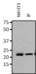 Anti-Rap1 antibody [1D2-1C64] used in Immunoprecipitation (IP). GTX31146