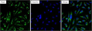 Anti-Rap1 antibody [1D2-1C64] used in Immunocytochemistry/ Immunofluorescence (ICC/IF). GTX31146