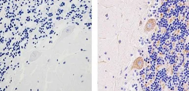 Anti-SOD2 antibody [1H6] used in IHC (Paraffin sections) (IHC-P). GTX31147