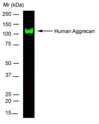 Anti-Aggrecan antibody [7D4] used in Western Blot (WB). GTX31216