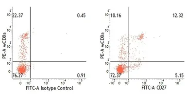 Anti-CD27 antibody [B30C7] used in Flow cytometry (FCM). GTX31219