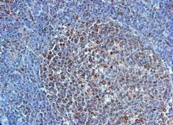 Anti-TLR4 antibody used in IHC (Paraffin sections) (IHC-P). GTX31243