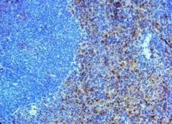 Anti-TLR4 antibody used in IHC (Paraffin sections) (IHC-P). GTX31243