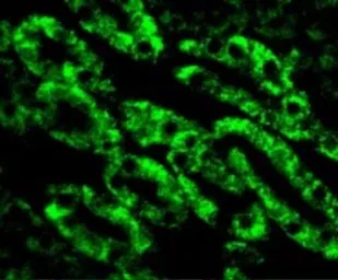 Anti-DFFB antibody used in IHC (Paraffin sections) (IHC-P). GTX31257