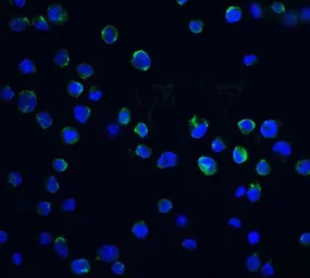 Anti-DFFB antibody used in Immunocytochemistry/ Immunofluorescence (ICC/IF). GTX31261