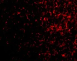 Anti-AVEN antibody used in IHC (Paraffin sections) (IHC-P). GTX31267