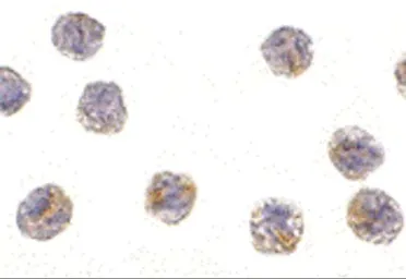 Anti-PCBP4 antibody used in Immunocytochemistry/ Immunofluorescence (ICC/IF). GTX31272