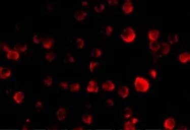 Anti-PCBP4 antibody used in Immunocytochemistry/ Immunofluorescence (ICC/IF). GTX31272