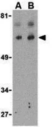 Anti-Bcl rambo antibody used in Western Blot (WB). GTX31276
