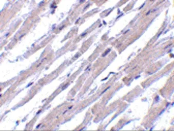 Anti-Bcl rambo antibody used in IHC (Paraffin sections) (IHC-P). GTX31276