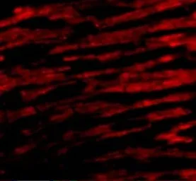 Anti-Bcl rambo antibody used in IHC (Paraffin sections) (IHC-P). GTX31276