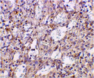 Anti-TLR2 antibody used in IHC (Paraffin sections) (IHC-P). GTX31279
