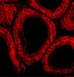 Anti-Bcl-G antibody used in IHC (Paraffin sections) (IHC-P). GTX31280