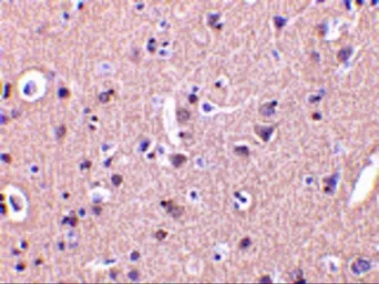 Anti-CRMP1 antibody used in IHC (Paraffin sections) (IHC-P). GTX31288