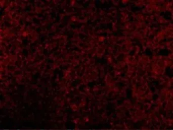 Anti-CRMP1 antibody used in IHC (Paraffin sections) (IHC-P). GTX31288
