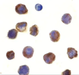 Anti-TLR3 antibody used in Immunocytochemistry/ Immunofluorescence (ICC/IF). GTX31291