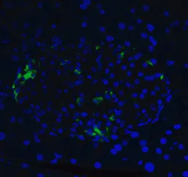 Anti-XBP1 antibody used in IHC (Paraffin sections) (IHC-P). GTX31293