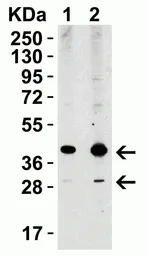 Anti-XBP1 antibody used in Western Blot (WB). GTX31293
