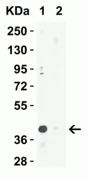 Anti-XBP1 antibody used in Western Blot (WB). GTX31293