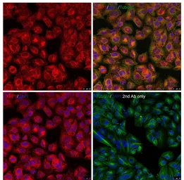 Anti-XBP1 antibody used in Immunocytochemistry/ Immunofluorescence (ICC/IF). GTX31293