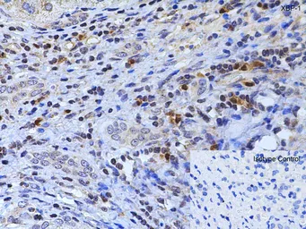 Anti-XBP1 antibody used in IHC (Paraffin sections) (IHC-P). GTX31293