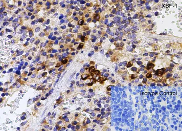 Anti-XBP1 antibody used in IHC (Paraffin sections) (IHC-P). GTX31293