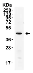 Anti-XBP1 antibody used in Western Blot (WB). GTX31293