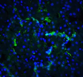 Anti-XBP1 antibody used in IHC (Paraffin sections) (IHC-P). GTX31293