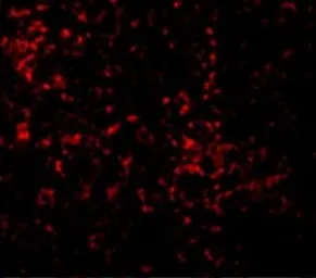 Anti-TLR9 antibody used in IHC (Paraffin sections) (IHC-P). GTX31294