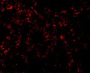 Anti-TLR9 antibody used in IHC (Paraffin sections) (IHC-P). GTX31295