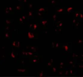 Anti-Bmi1 antibody used in Immunocytochemistry/ Immunofluorescence (ICC/IF). GTX31296