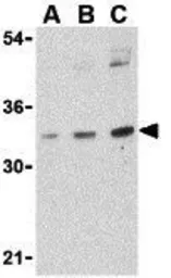 Anti-Bmi1 antibody used in Western Blot (WB). GTX31296