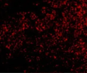 Anti-TNFRSF14 antibody used in IHC (Paraffin sections) (IHC-P). GTX31297