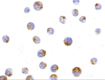 Anti-TIM-4 antibody used in Immunocytochemistry/ Immunofluorescence (ICC/IF). GTX31299
