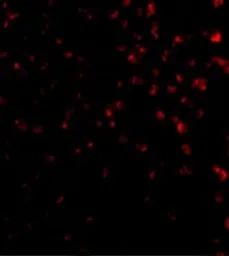 Anti-TIM-4 antibody used in Immunocytochemistry/ Immunofluorescence (ICC/IF). GTX31299