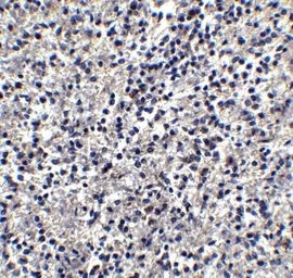 Anti-TIM-4 antibody used in IHC (Paraffin sections) (IHC-P). GTX31299
